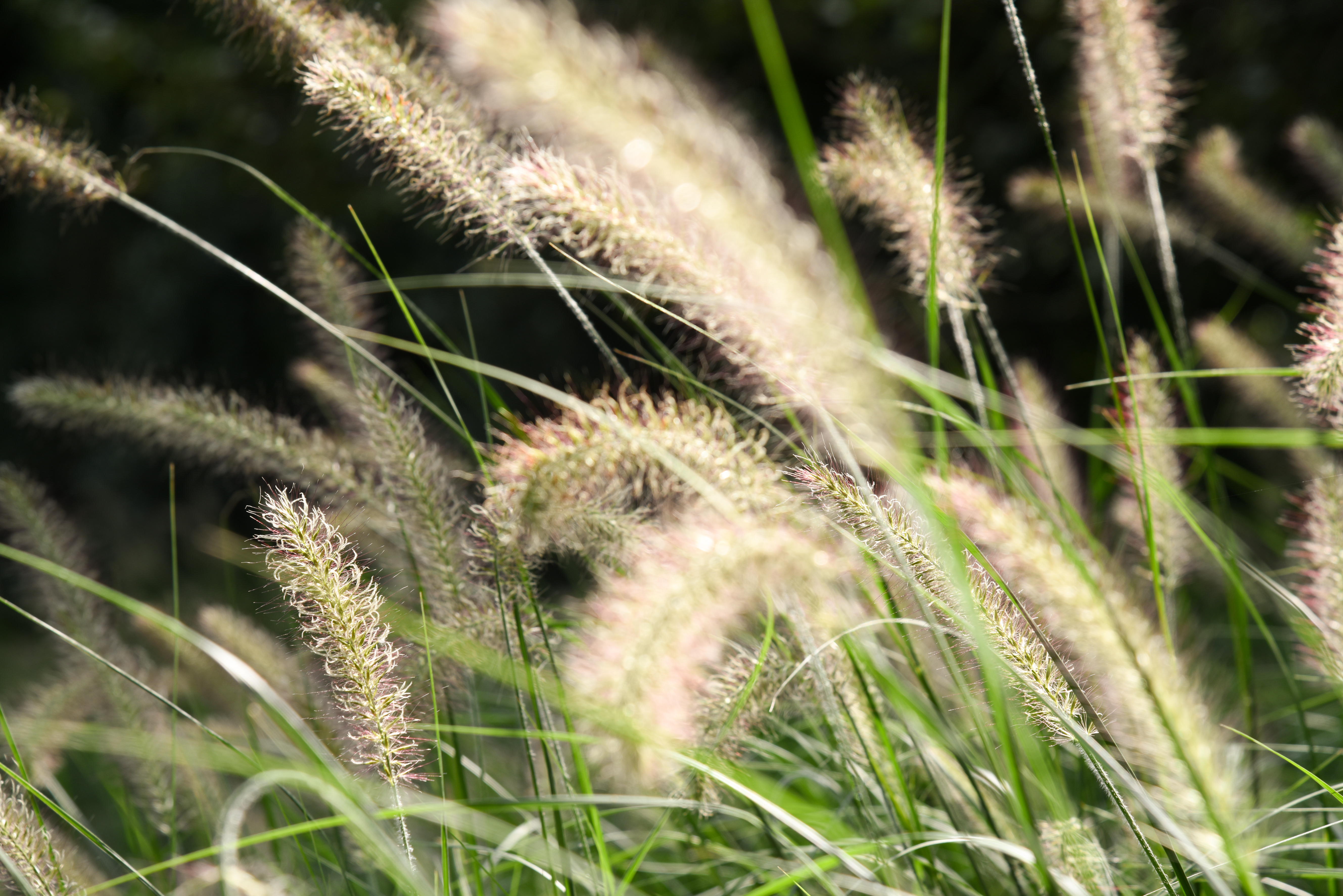 Detail van een gerealiseerde landschapstuin door Fine Gardens